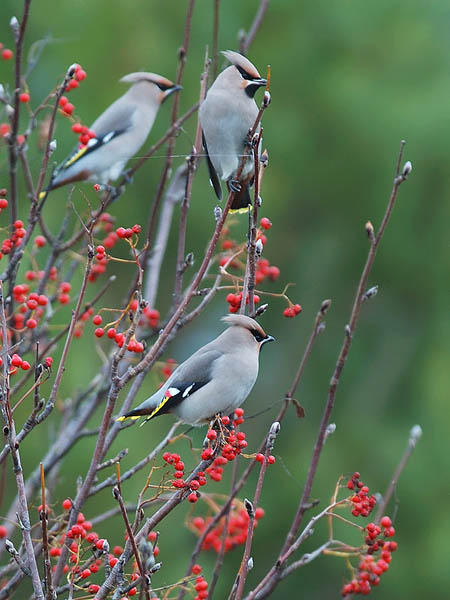 Tilhi, Bohemian Waxwing, Bombycilla garrulus
